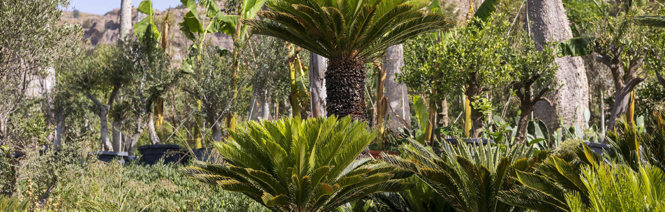 Bodrum_Fidanlık (13)