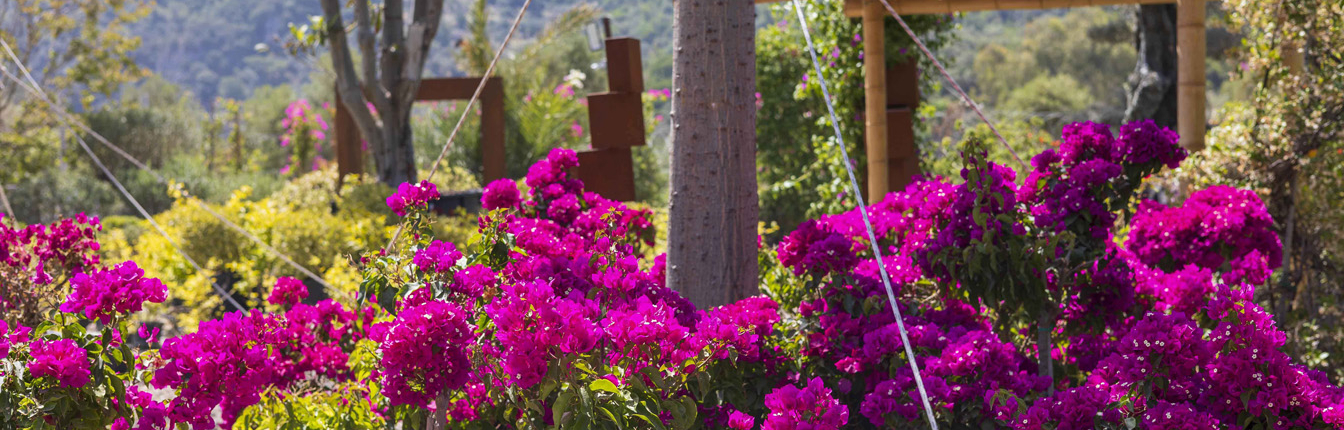 Bodrum_Fidanlık (14)