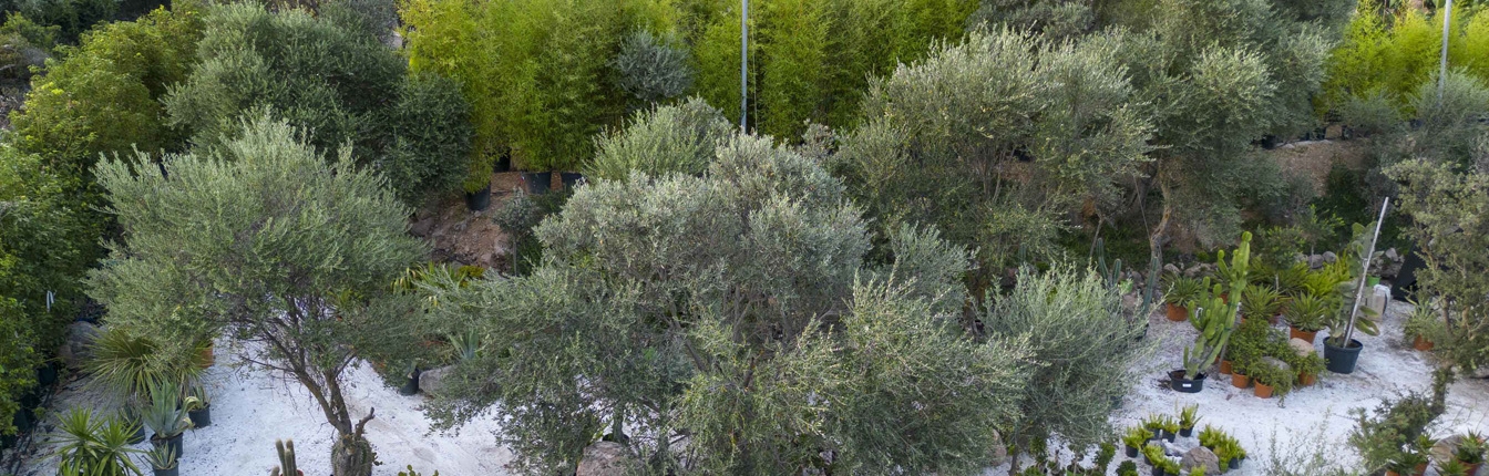 Bodrum_Fidanlık (8)